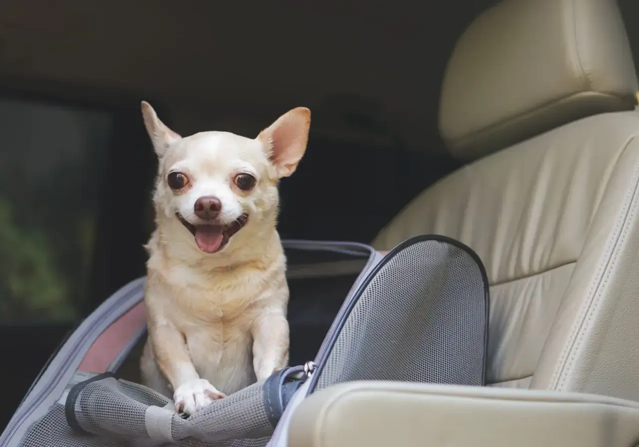 Chihuahua felice in trasportino, pronto per il viaggio. Forse con farmaci per il mal d'auto cane, per un'esperienza serena.
