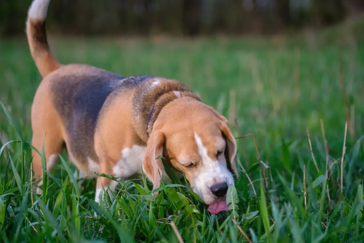 Un beagle curioso annusa e mangia erba in un prato verde.