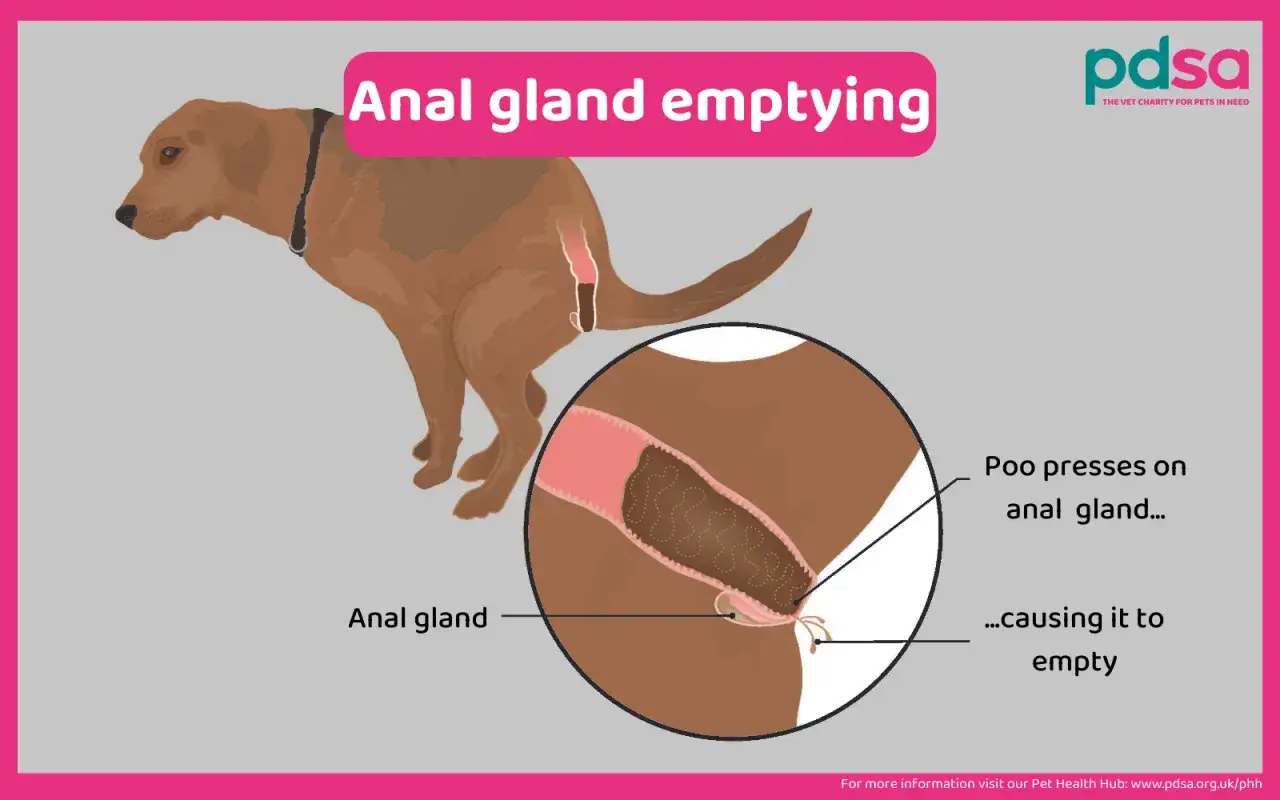 Illustrazione che mostra le ghiandole perianali di un cane e come le feci le premono per svuotarle.