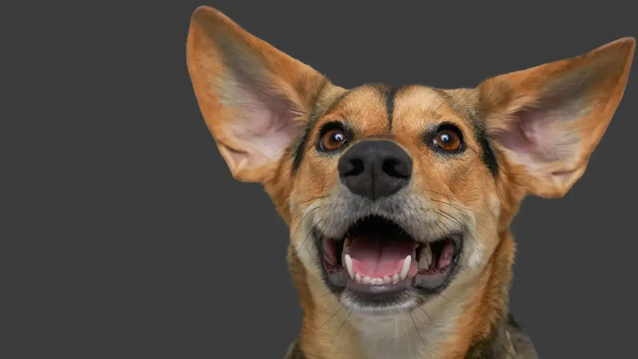Un cane con grandi orecchie, forse un po' fredde, guarda con occhi curiosi e bocca aperta.