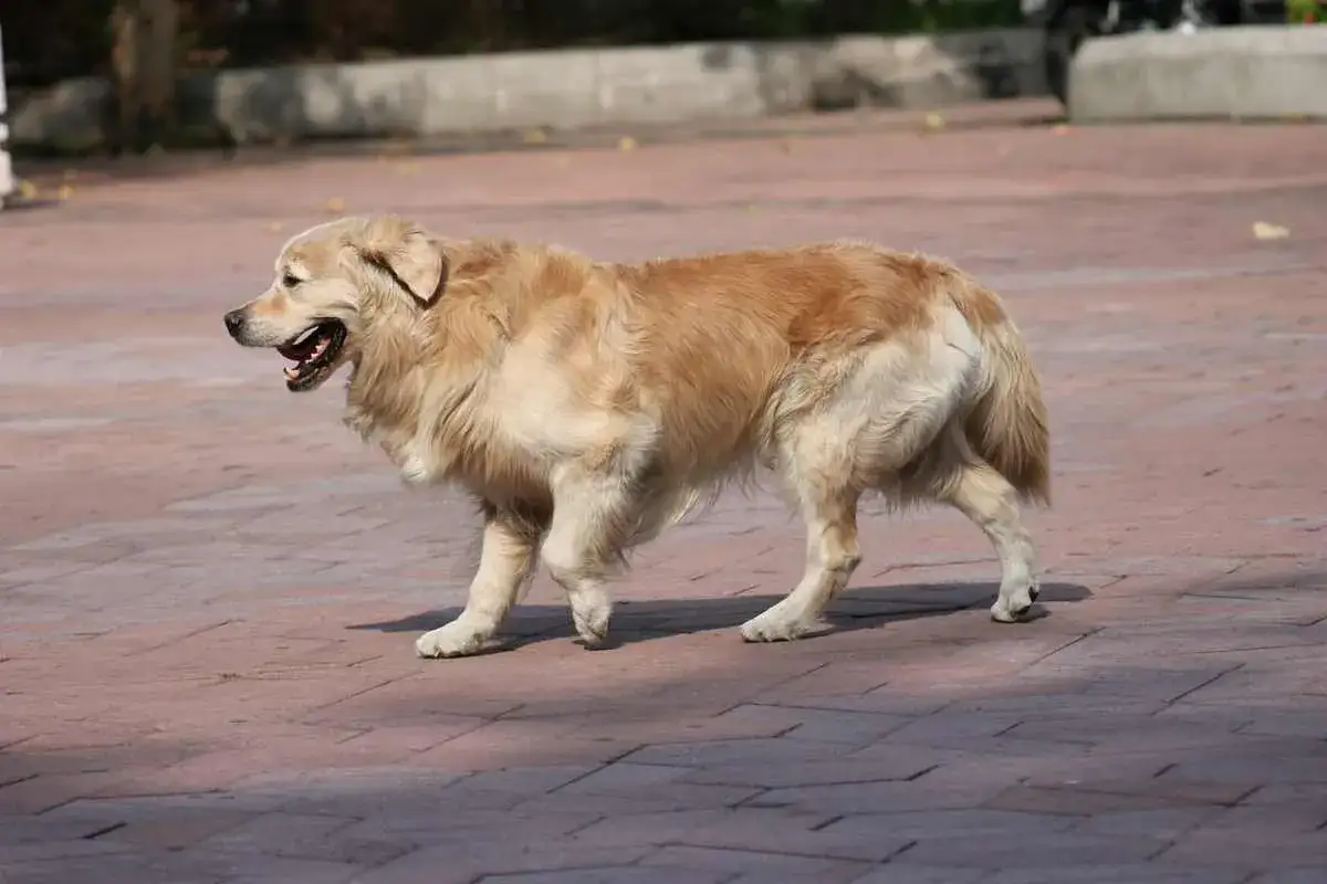 Golden retriever con zampa gonfia cane cammina su un marciapiede.