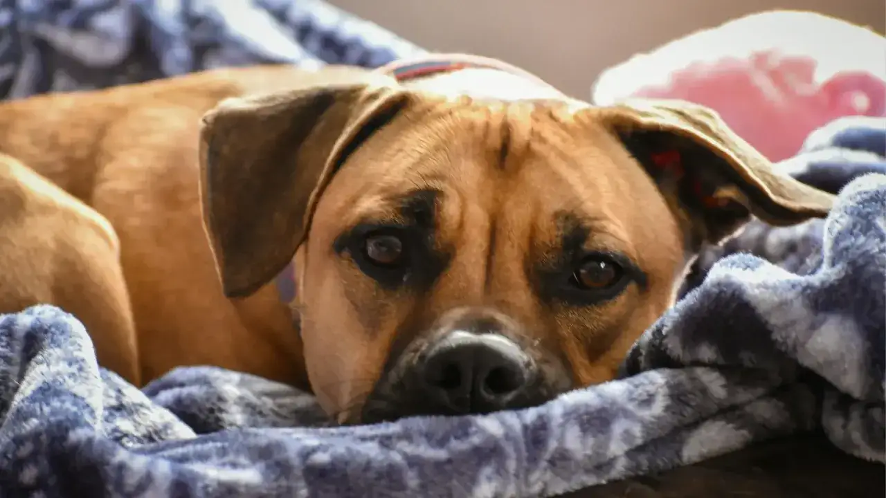 Un cane marrone riposa avvolto in una coperta blu. Speriamo che non abbia contratto escherichia coli.