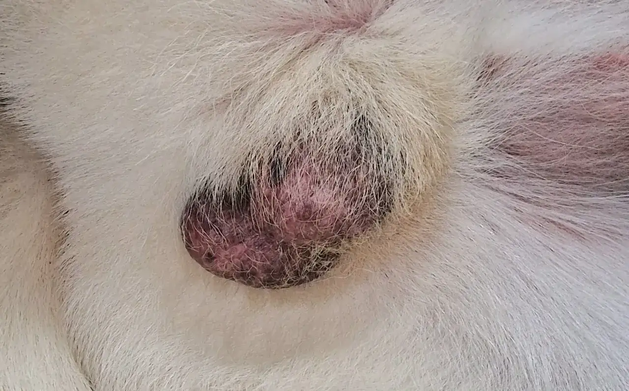 Primo piano di un testicolo non disceso in un cane, sintomo di criptorchidismo. La pelle è arrossata e rugosa.