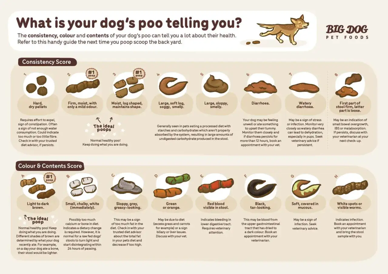 Guida alla salute del cane: diverse forme di feci scure indicano problemi. Dalle feci dure a quelle molli, ogni dettaglio &egrave; importante.