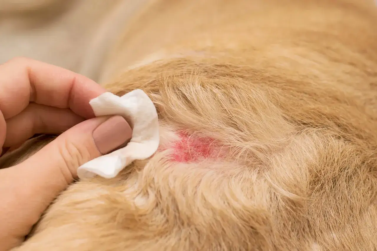 Mano pulisce una zona arrossata sul pelo di un cane, forse causata da mosche o da un'irritazione.