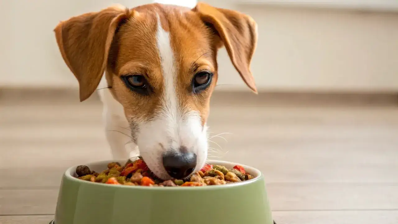 Un adorabile Jack Russell mangia con gusto il suo cibo caldo ai cani da una ciotola verde.