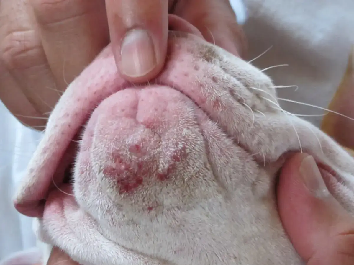 Primo piano del muso di un cane con un brufolo visibile, arrossato e irritato. Le dita esaminano la zona.