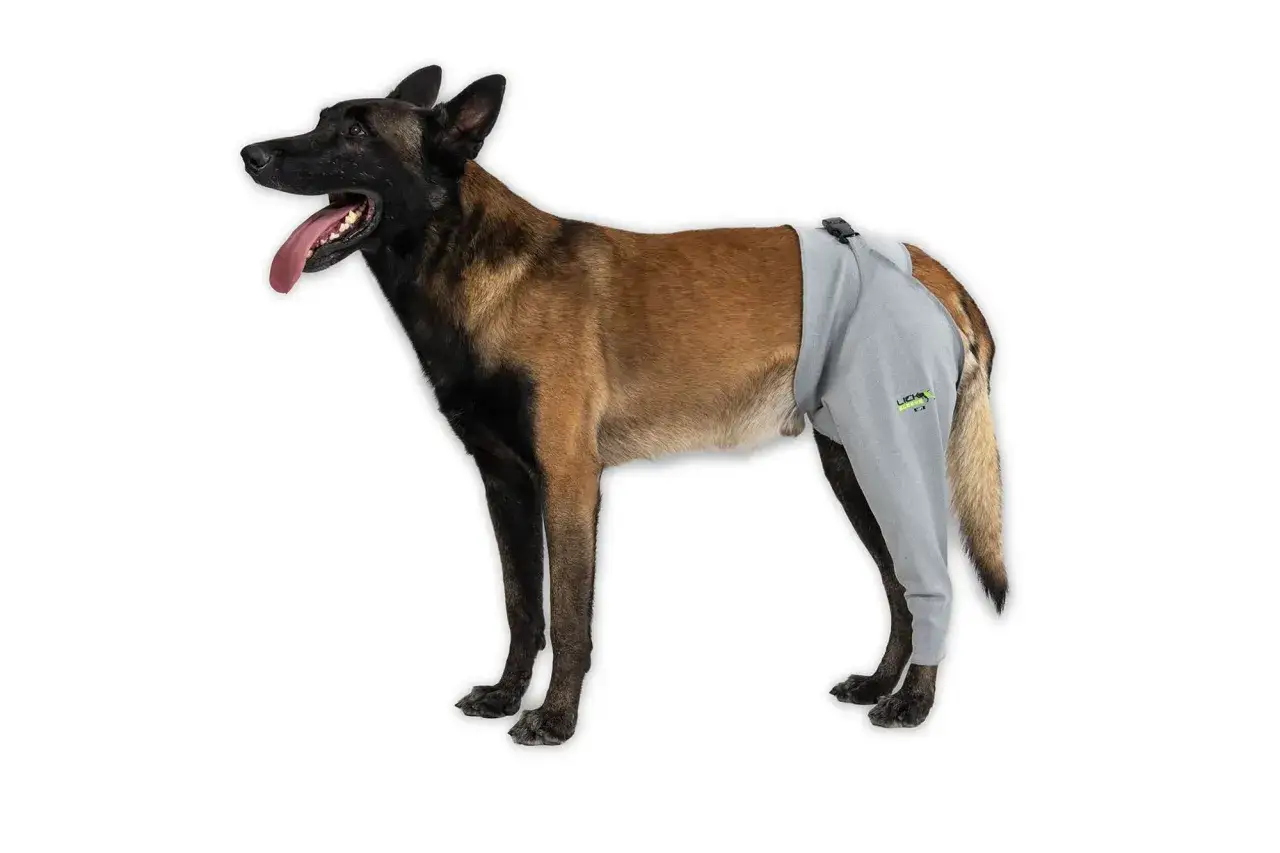 Cane con indumenti protettivi per la gamba, utile per gestire i sintomi di uno strappo muscolare nel cane.