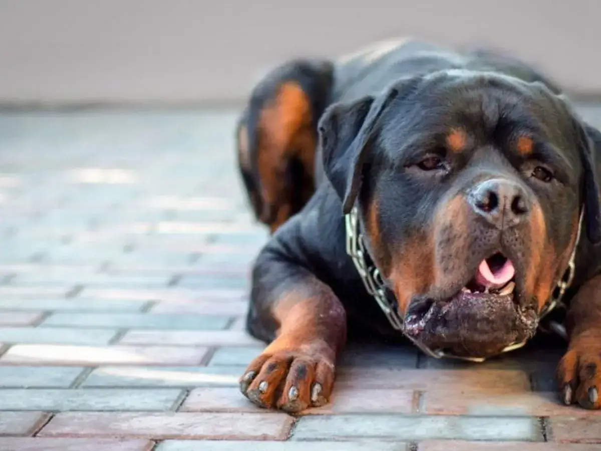 Rottweiler sdraiato a terra, con la bocca aperta e la lingua fuori, potrebbe mostrare sintomi di reflusso.