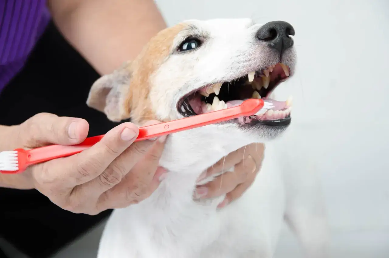 Un cane con la bocca aperta mentre una mano usa uno spazzolino rosso per pulire i suoi denti, un metodo per togliere il tartaro dai denti del cane.