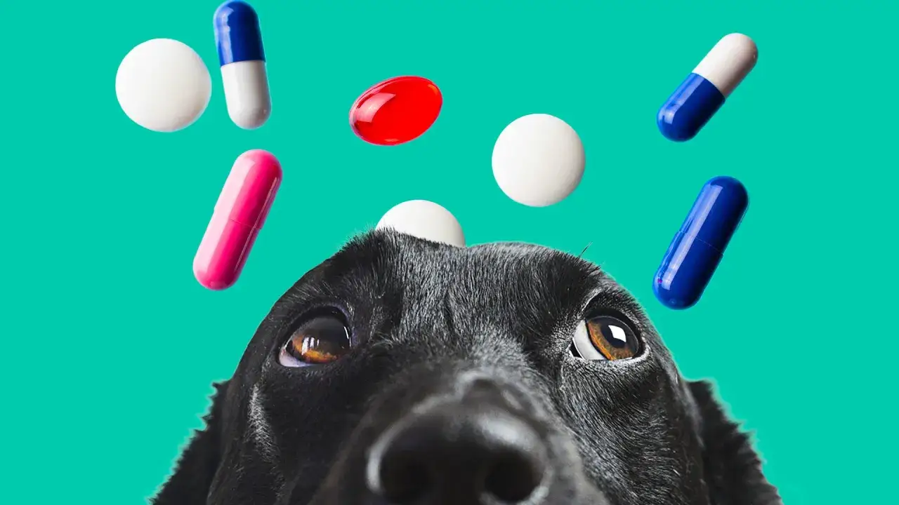Il cane sputa la pastiglia, circondato da pillole colorate che cadono.