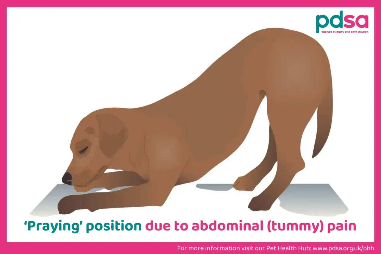 Cane in posizione di preghiera, segno di possibili problemi intestinali. La sua postura indica dolore addominale.