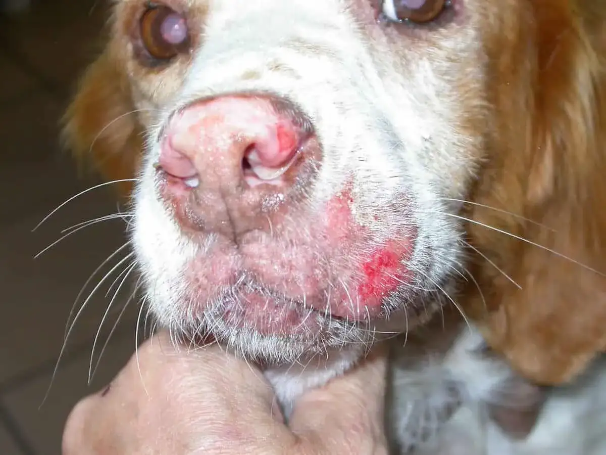Primo piano del muso di un cane con lesioni cutanee rosse e infiammate, sintomo di leishmaniosi cane.