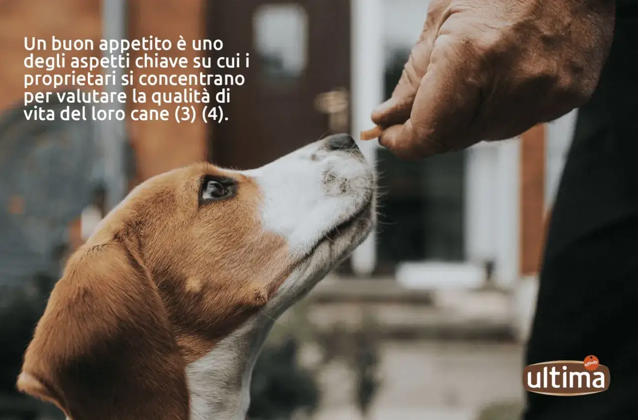 Un cane mangia poco ma sta bene, ricevendo un bocconcino da una mano. La sua attenzione &egrave; focalizzata sul cibo.