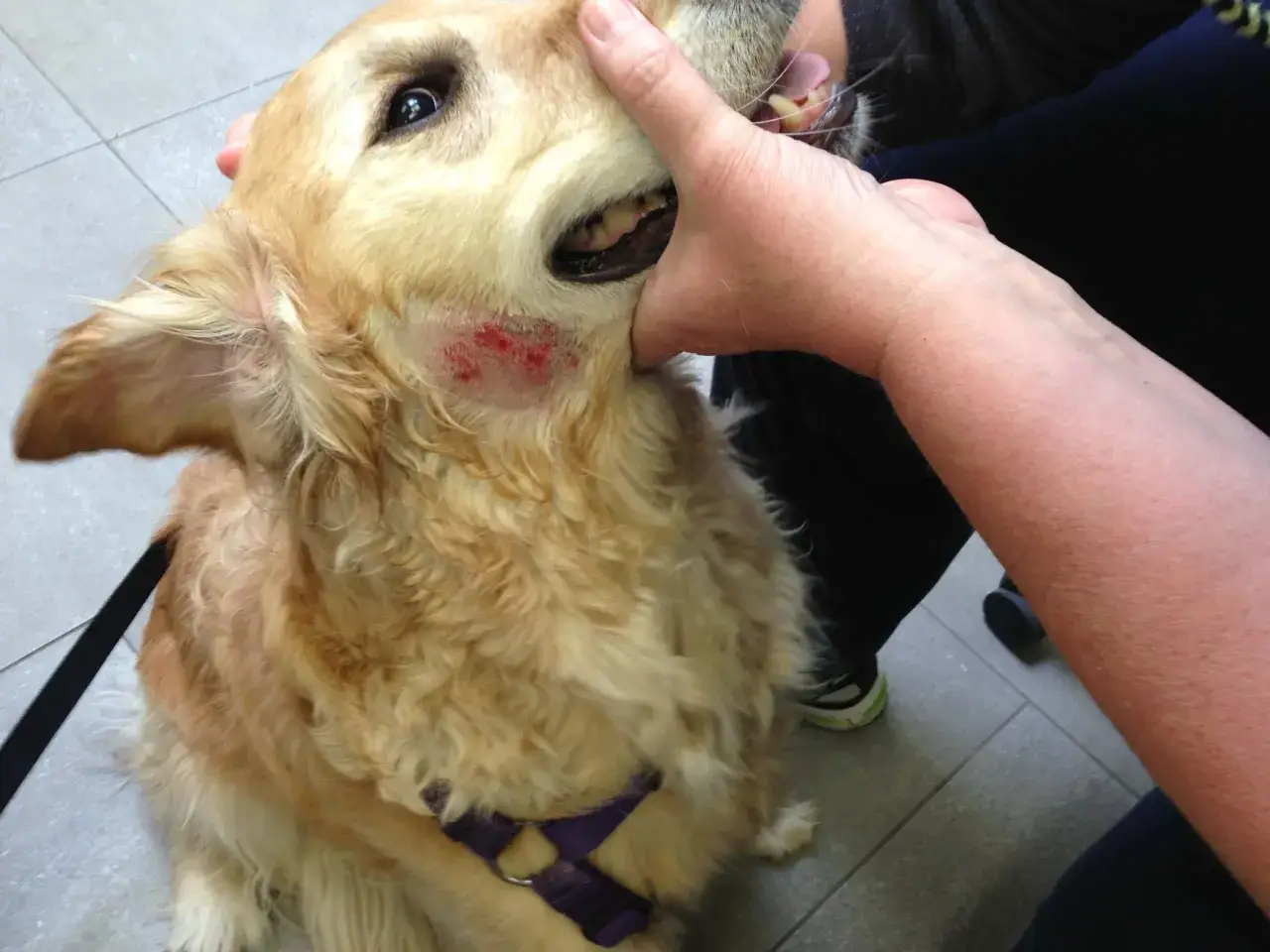 Golden retriever con un hot spot cane sul collo, una zona arrossata e irritata.