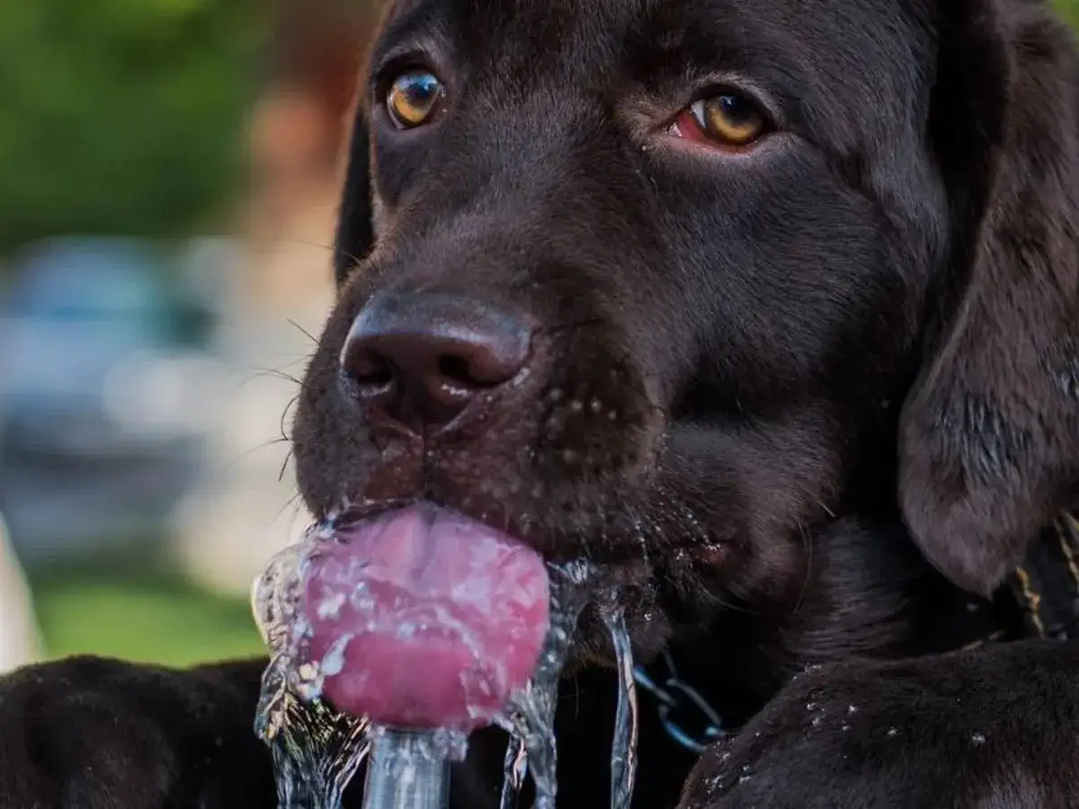 Un cane marrone beve da una fontanella, con l'acqua che cola dalla sua lingua. Sembra quasi che il cane vomita acqua, ma in realt&agrave; si sta solo rinfrescando.