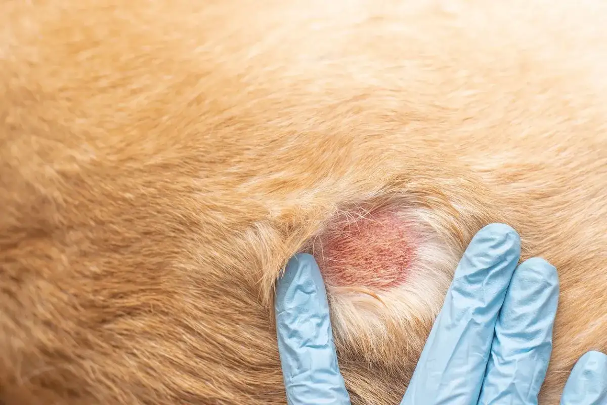 Mano guantata esamina un'area arrossata e irritata sul pelo di un cane, sintomo di un forte prurito.