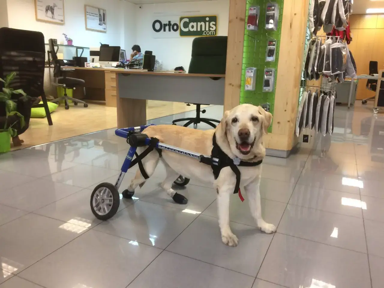 Labrador con carrellino per la paralisi gambe improvvisa, sorride felice in un negozio di ausili per animali.