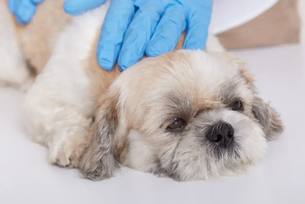 Mani guantate accarezzano un cane Shih Tzu, forse per alleviare la tosse nel cane a riposo.