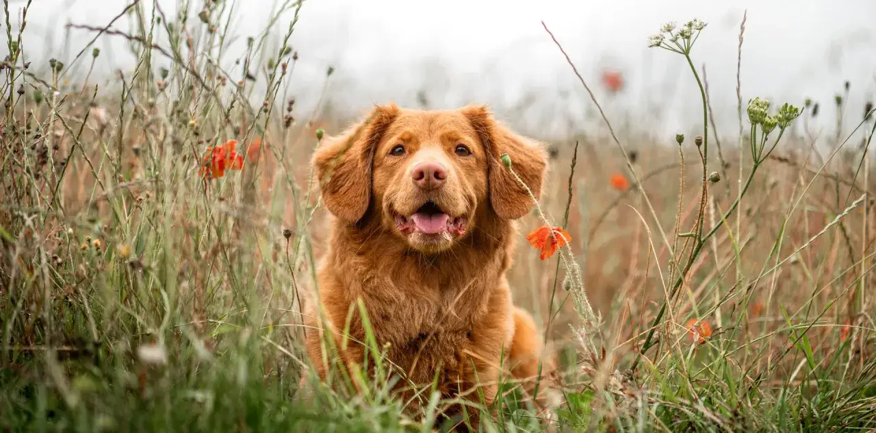 Un cane sorridente in un campo di papaveri. Un'immagine che ispira a pensare a come eliminare le pulci in modo naturale, proteggendo i nostri amici a quattro zampe.