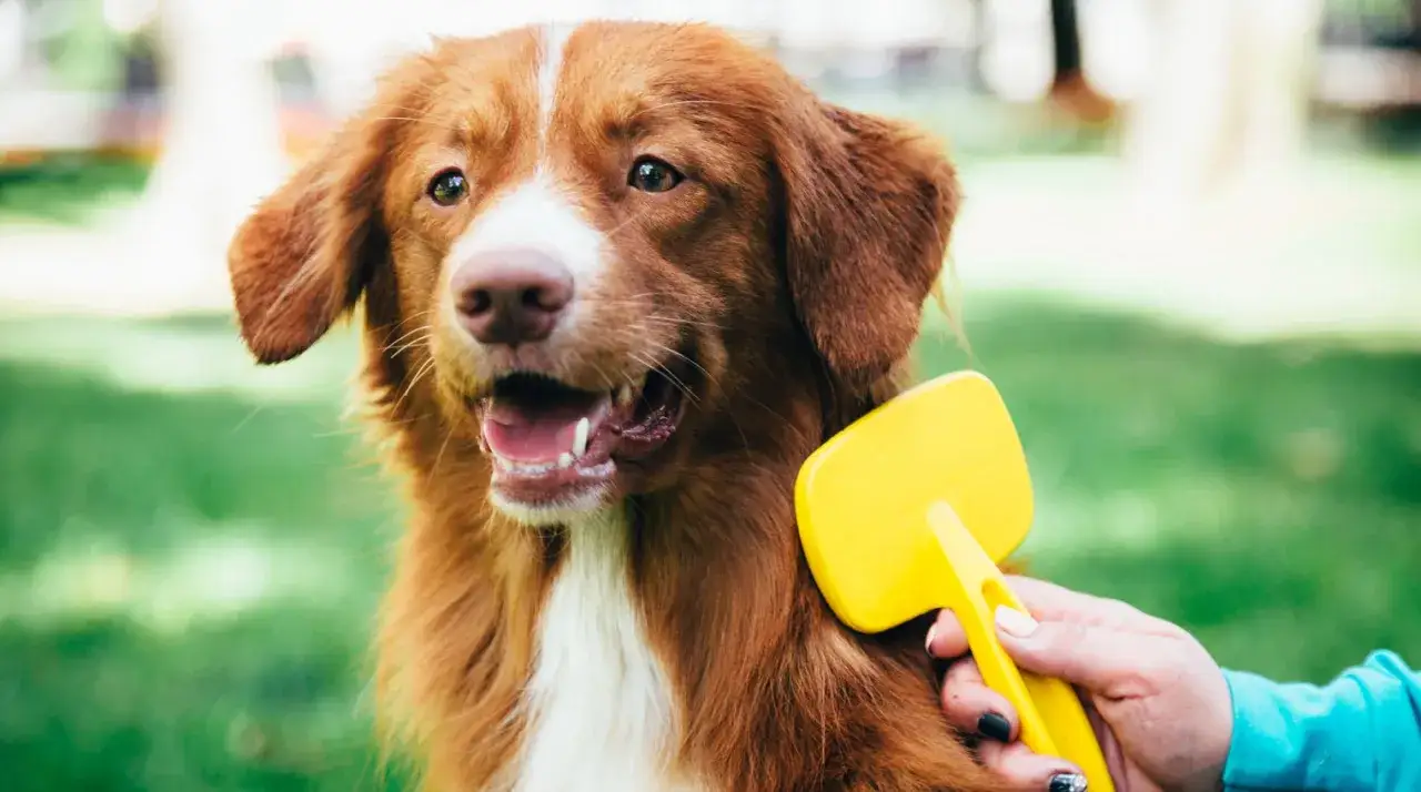 Un cane dal pelo fulvo viene spazzolato con una spazzola gialla. La muta del cane &egrave; in corso, ma il cane sembra felice.