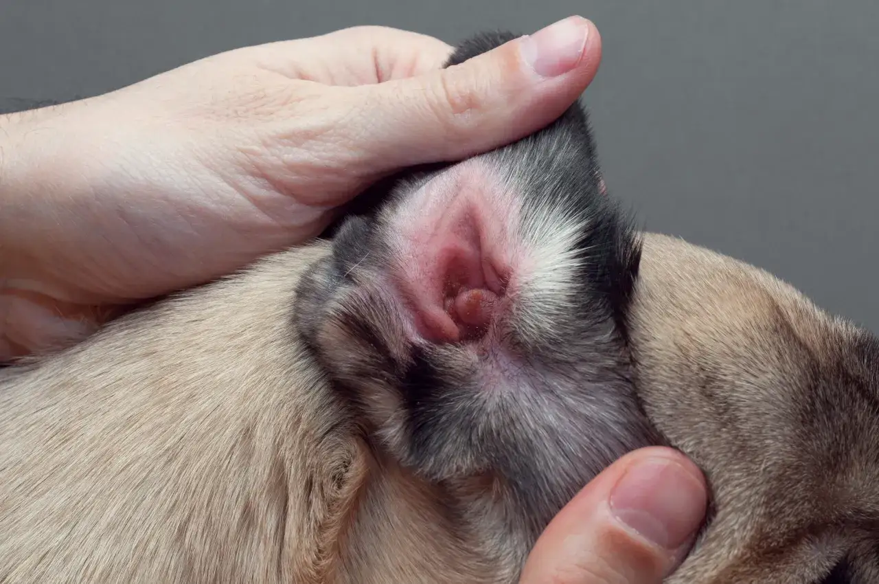 Orecchio di un cane con arrossamento e irritazione, sintomi di demodicosi cane.