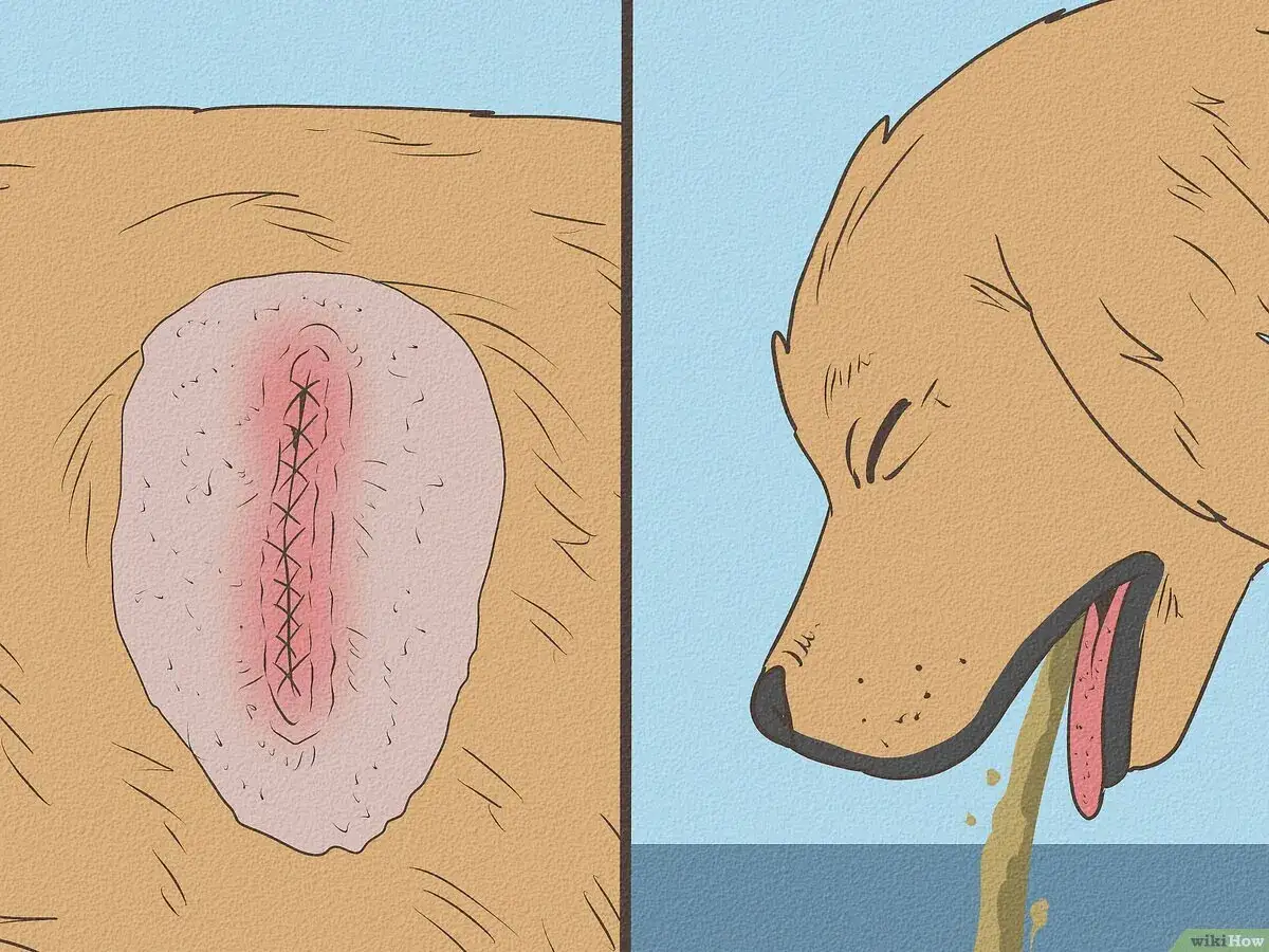 Ferita suturata su un cane e cane che vomita. Informazioni sui punti riassorbibili cane quanto ci mettono.