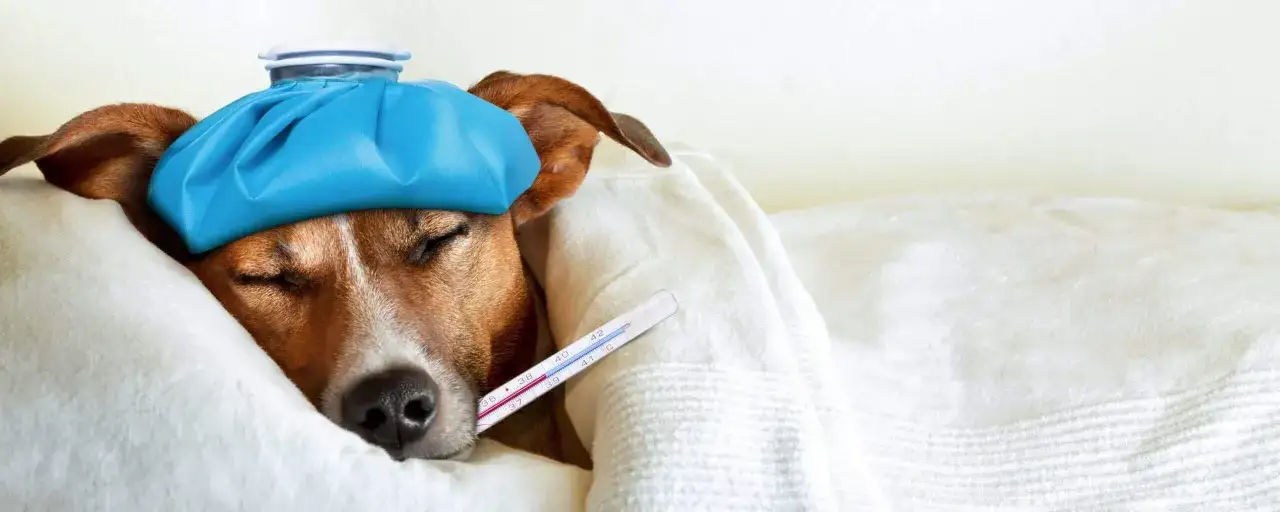 Cane con febbre, impacco freddo in testa e termometro in bocca. Cosa dargli per farlo stare meglio?