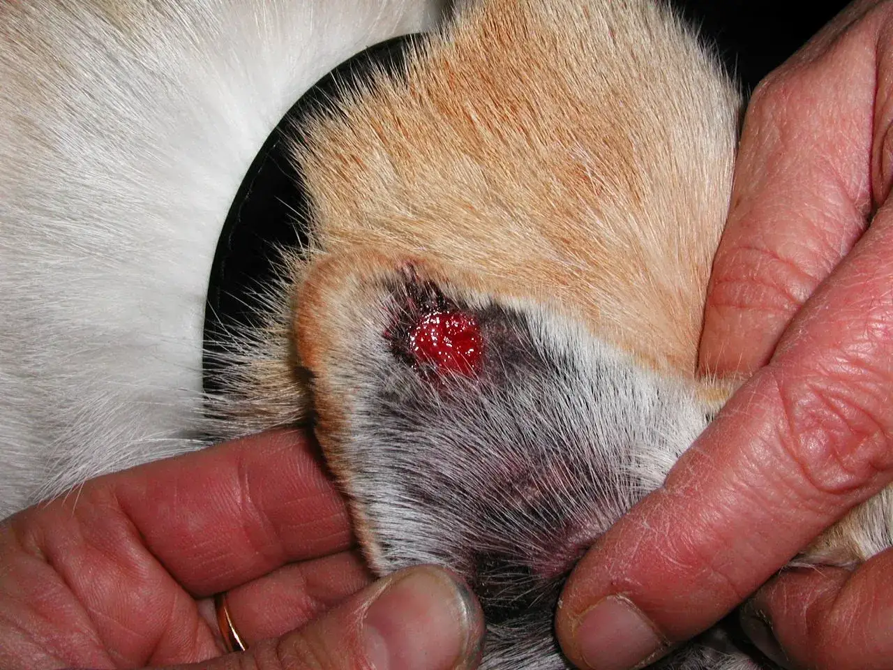 Orecchio di un cane con lesione rossa e sanguinante, sospetta vasculite.