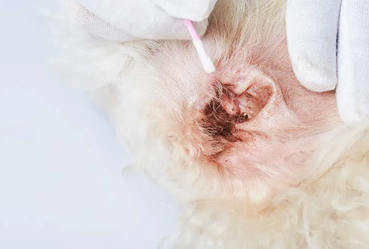 Pulizia dell'orecchio di un cane con cotton fioc, evidenziando un'infezione da malassezia con arrossamento e secrezioni scure.