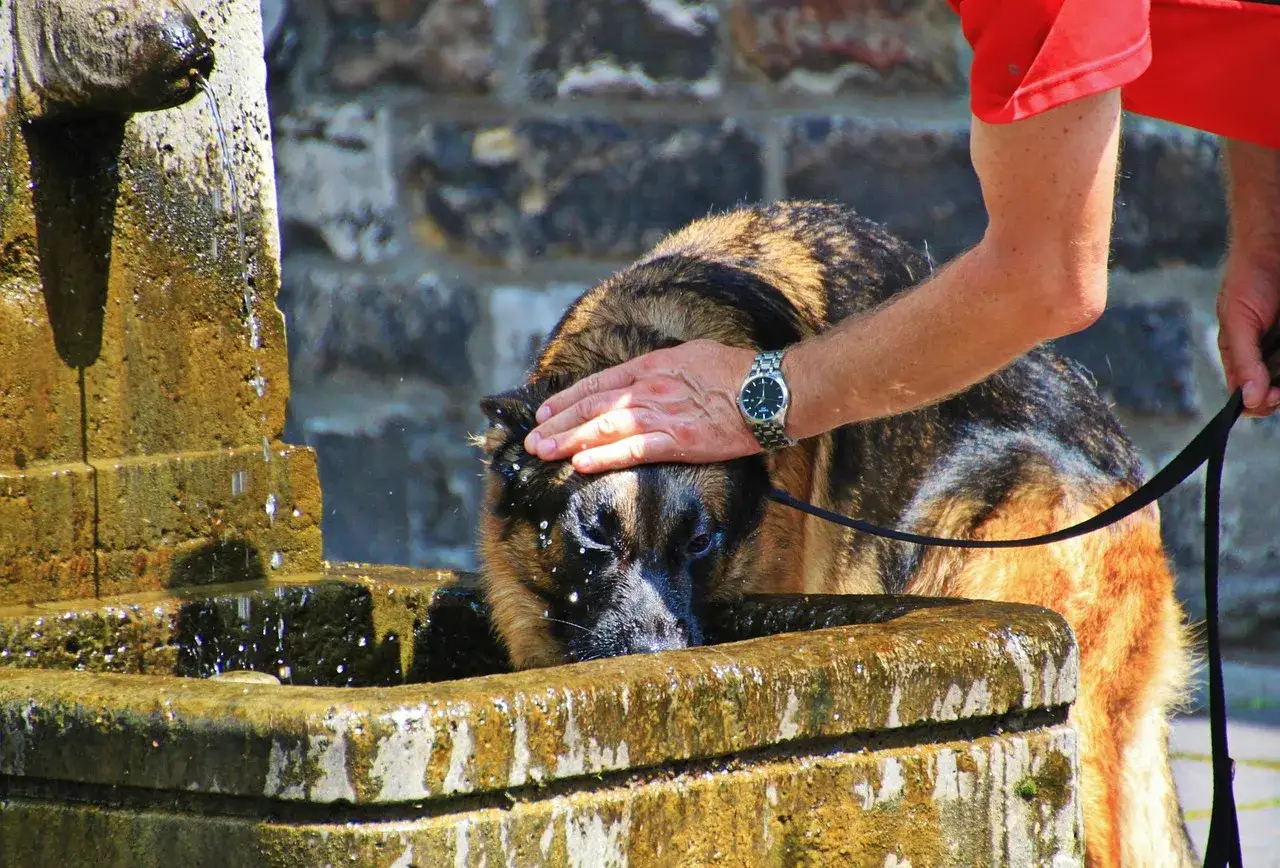 Un pastore tedesco si disseta da una fontana di pietra, mentre una mano gli accarezza il capo. Un gesto di sollievo e frescura, un po' di ghiaccio ai cani in una giornata calda.