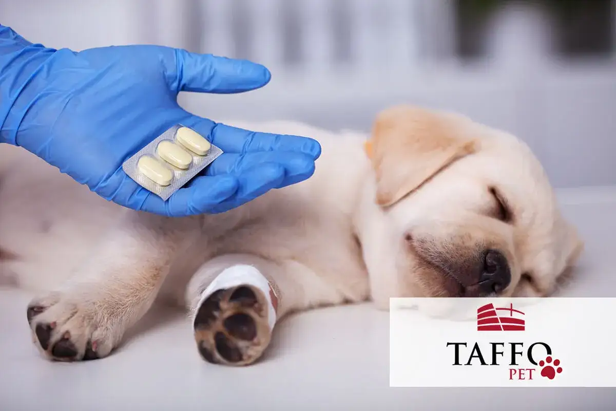 Un cucciolo dorme mentre una mano guantata offre un antibiotico. Quanto tempo ci vuole perch&eacute; l'antibiotico cane faccia effetto?