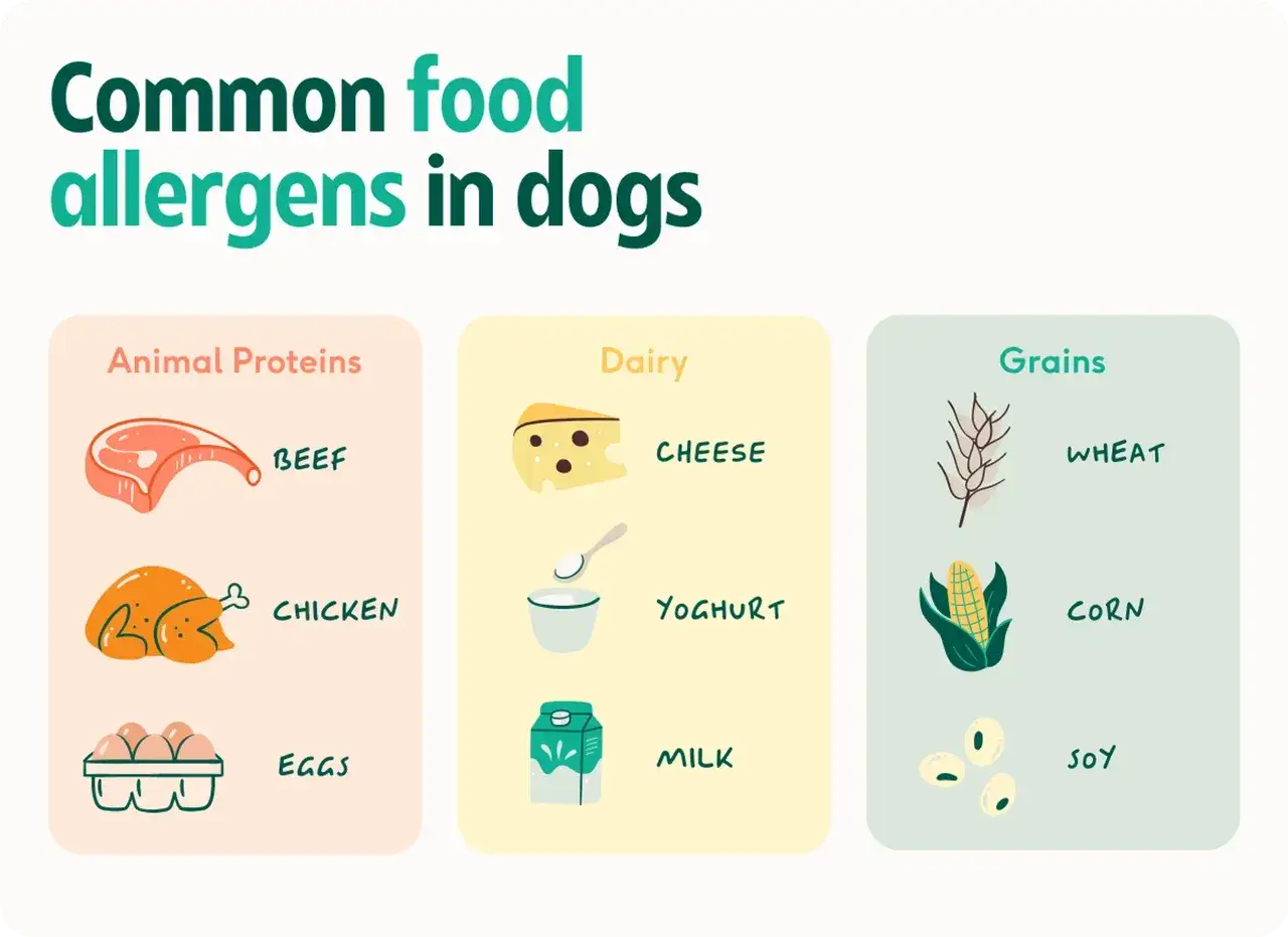 Allergeni comuni per cani: proteine animali (manzo, pollo, uova), latticini (formaggio, yogurt, latte) e cereali (grano, mais, soia). Utile per la dermatite da cane alimentazione.