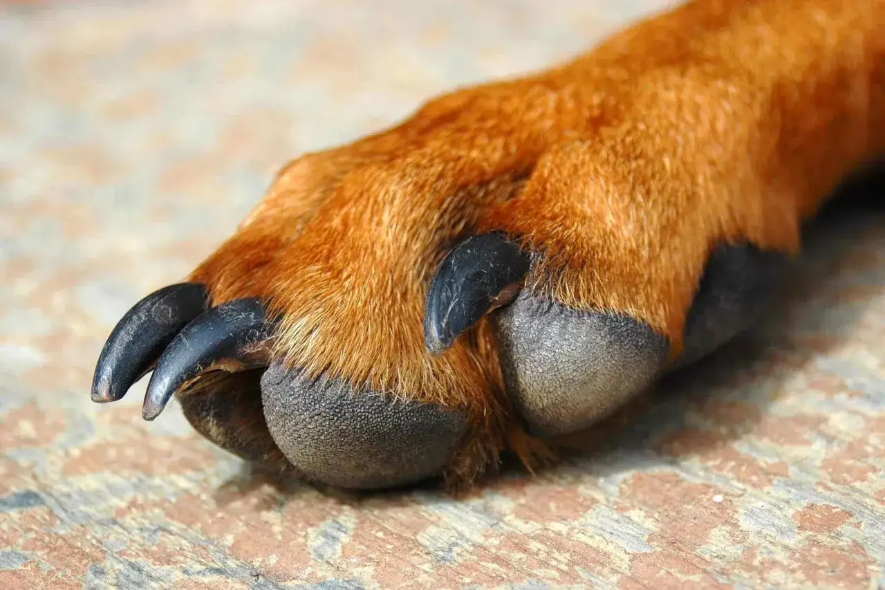 Primo piano della zampa di un cane con polpastrelli e unghie scure. Attenzione alle malattie dei polpastrelli cane.