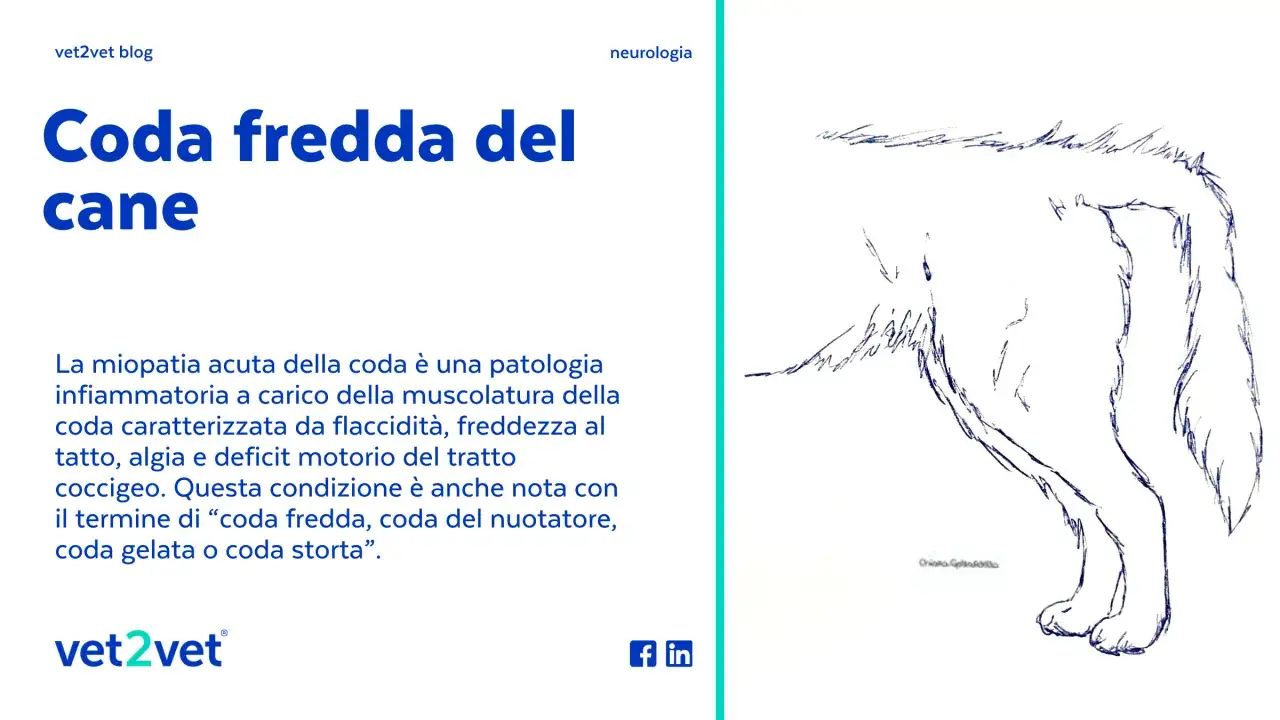 Disegno di un cane con la 