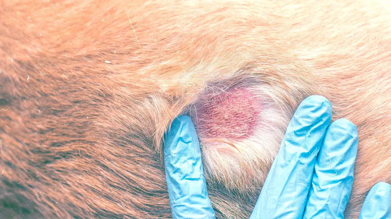 Mani guantate esaminano un'area arrossata con croste nere sulla pelle del cane, forse un segno di infezione o allergia.
