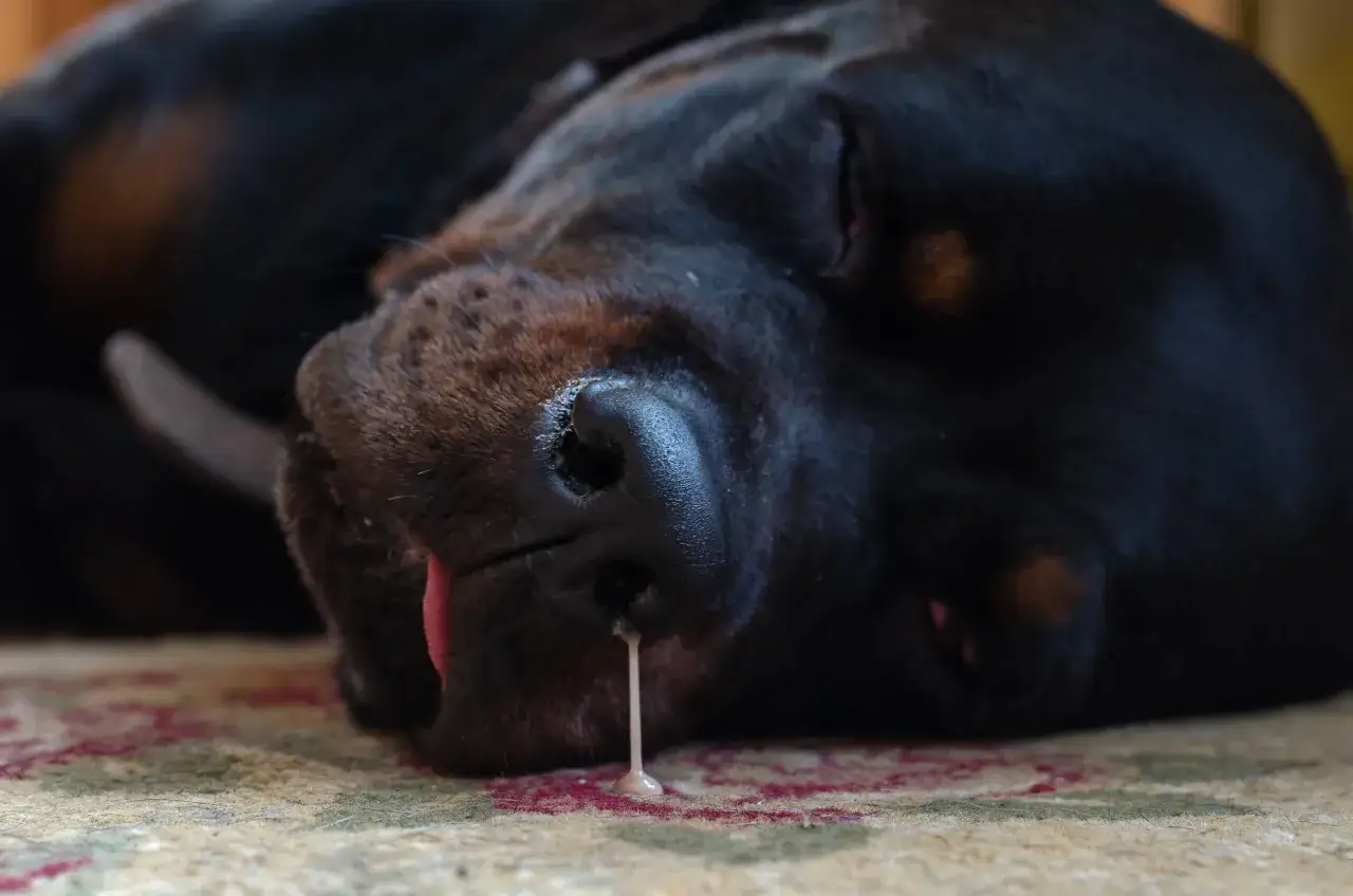 Un cane nero dorme, con una goccia di muco che cola dal suo naso.