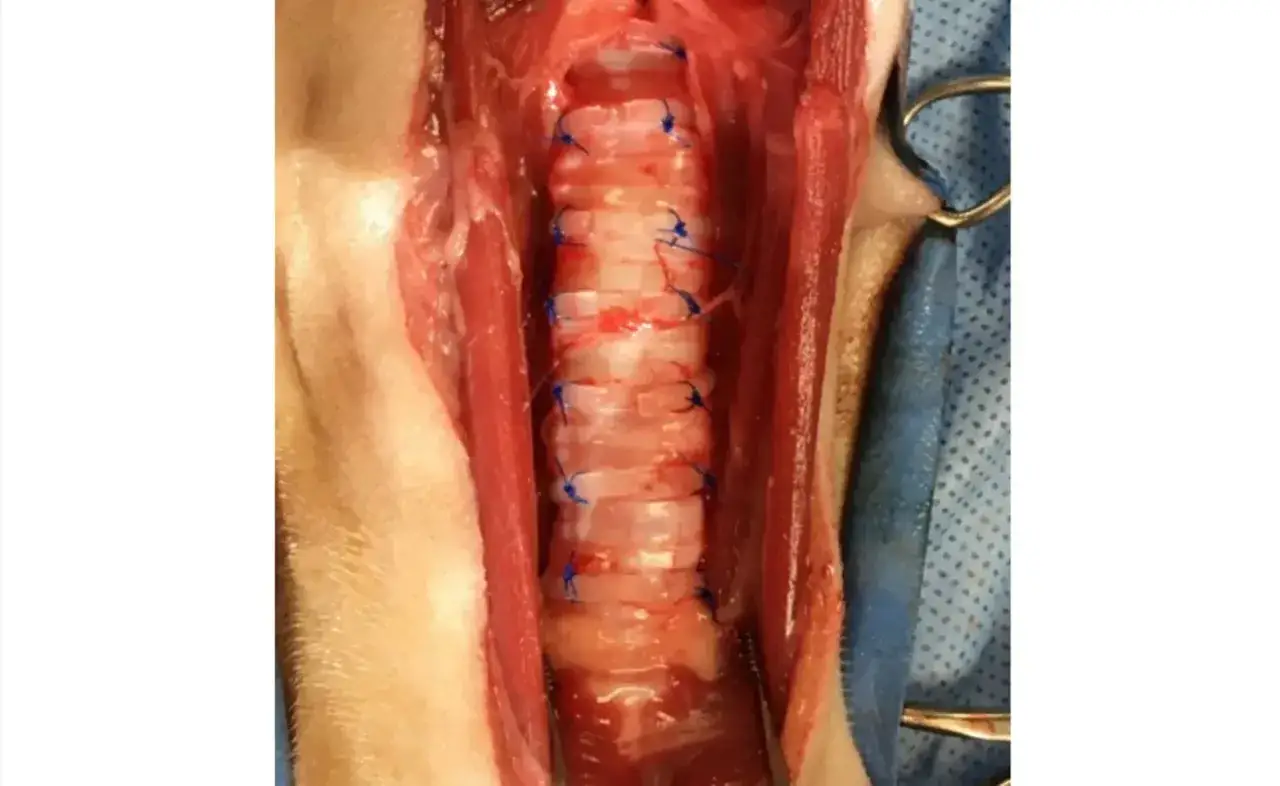 Trachea di cane suturata dopo intervento per collasso tracheale. Valutazione costo intervento collasso tracheale cane.