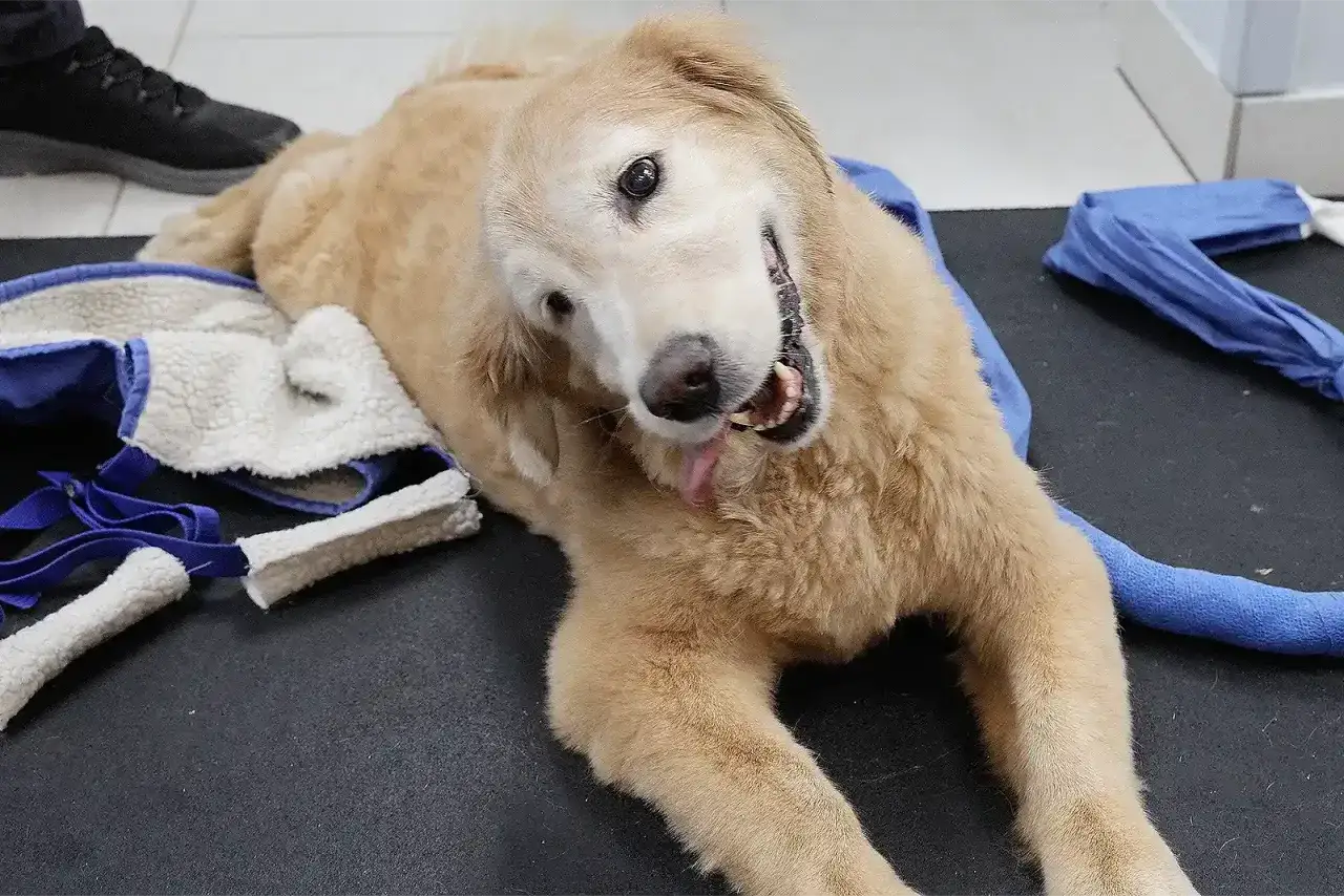 Golden retriever con la testa inclinata, forse a causa della sindrome vestibolare cane. Sembra un po' confuso ma sereno.