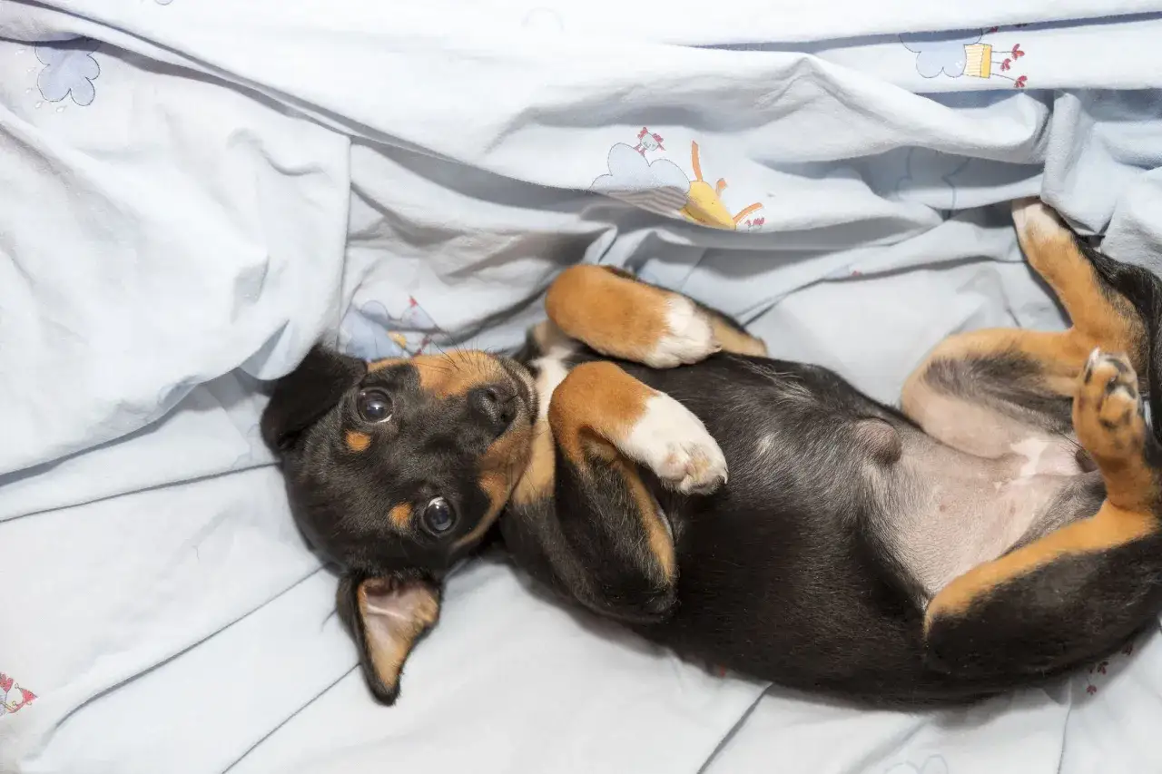 Dolce cucciolo con ernia ombelicale cane, sdraiato su un lenzuolo azzurro con nuvole.