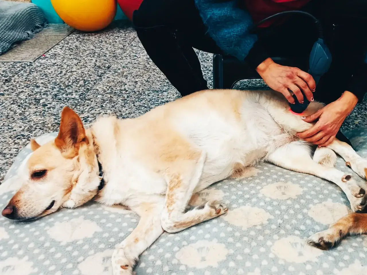 Un cane zoppica zampa anteriore, riceve un trattamento laser terapeutico.