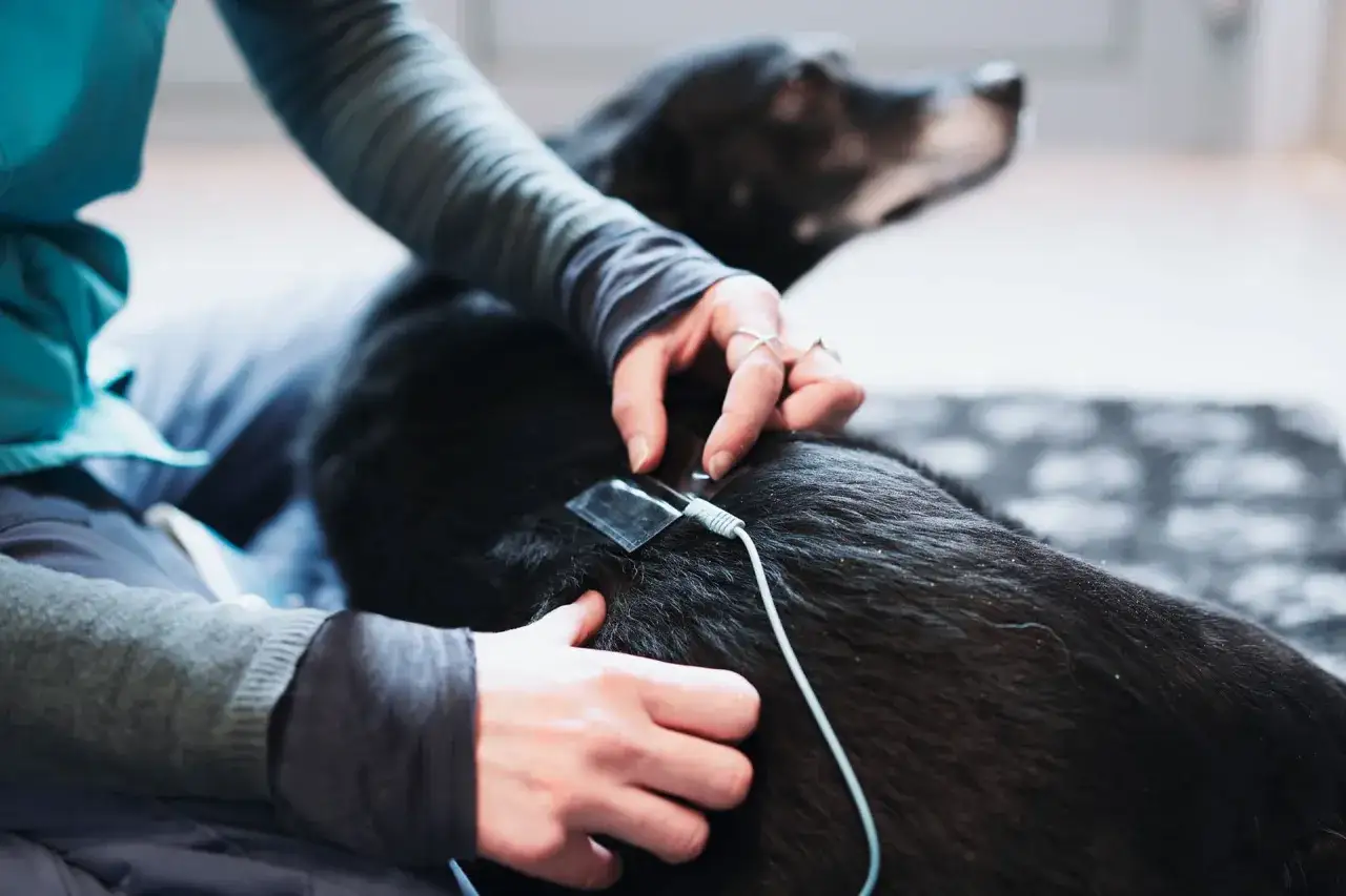 Mani applicano un elettrodo a un cane nero, forse per monitorare o trattare l'atrofia muscolare.
