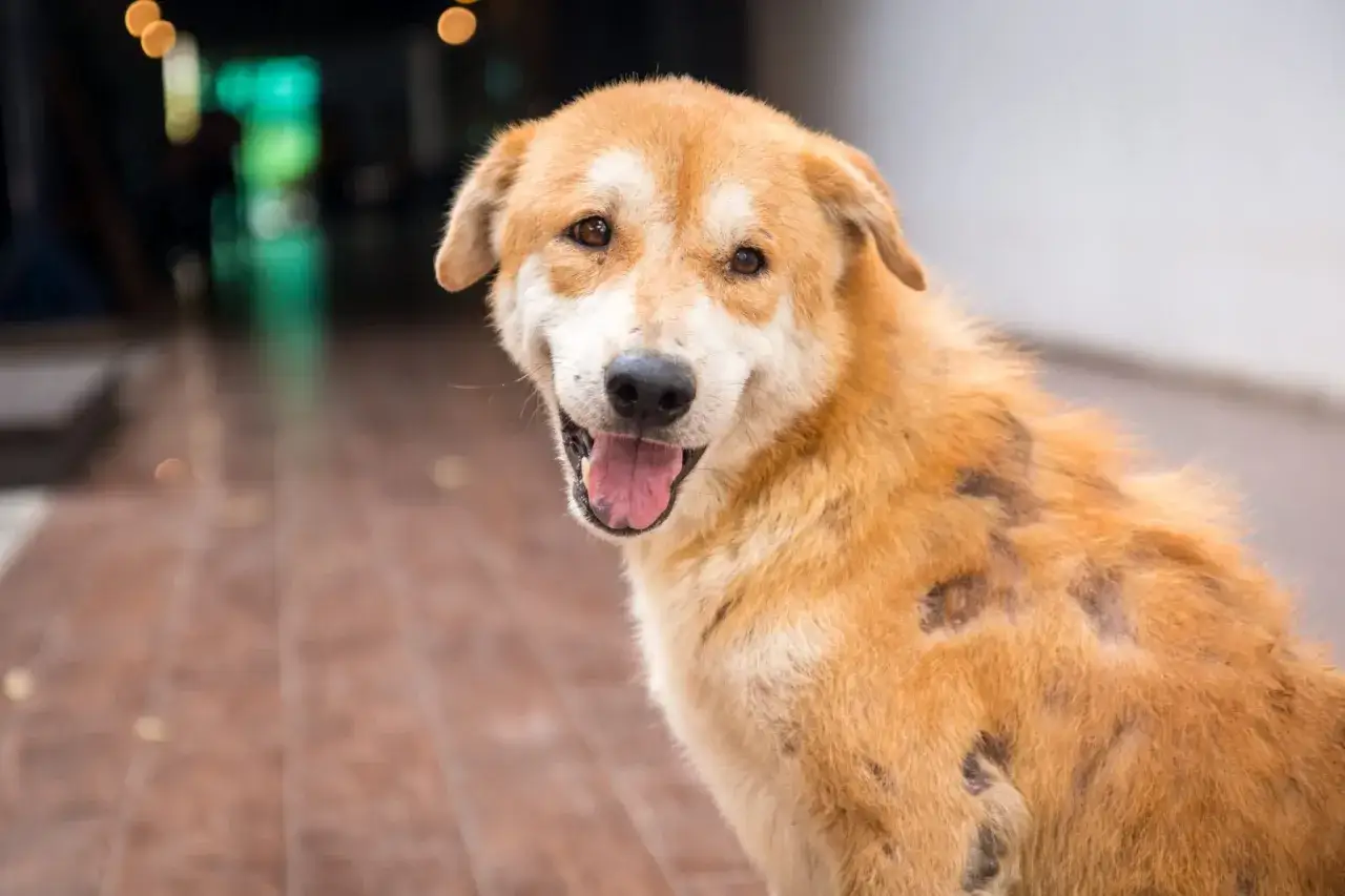 Un cane dal pelo arancione, con alcune zone prive di pelo, sorride con la lingua fuori. Sembra un cane che ha bisogno di cure, forse ha delle crosticine.