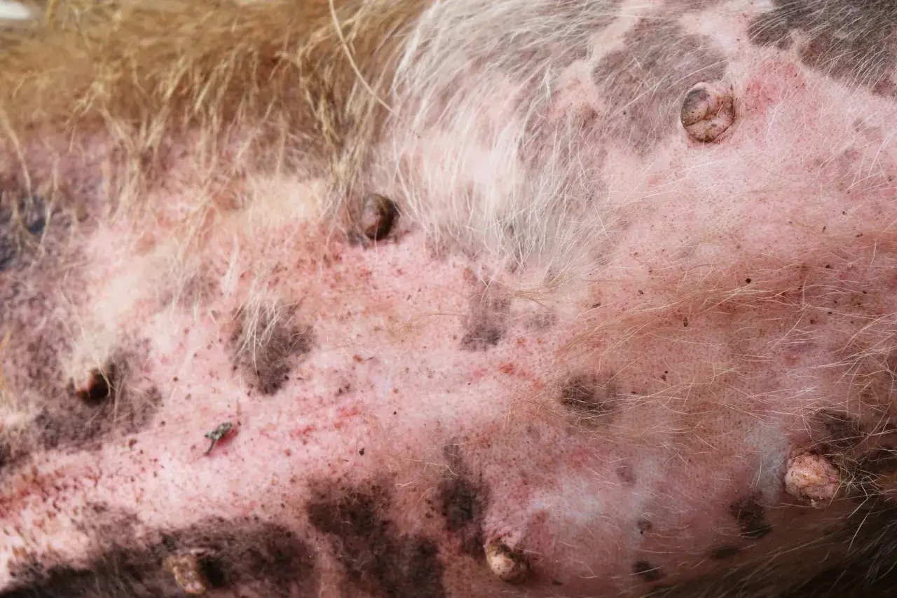 Pelle di cane con lesioni cutanee, arrossamenti e noduli. Le piaghe del cane possono avere diverse cause, tra cui infezioni, allergie o parassiti.