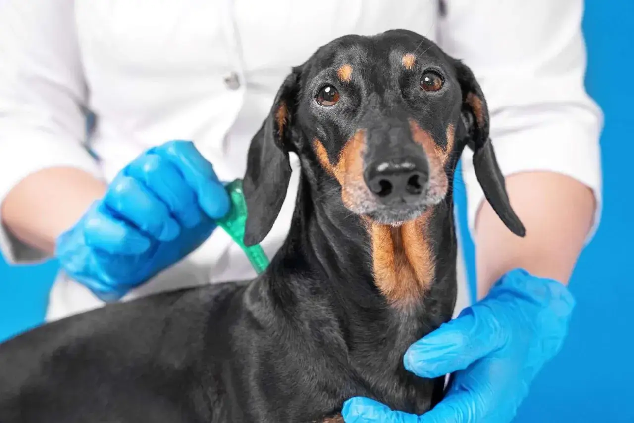 Un veterinario con guanti blu applica un antiparassitario a un bassotto. Il cane potrebbe zoppicare a causa della leishmaniosi.