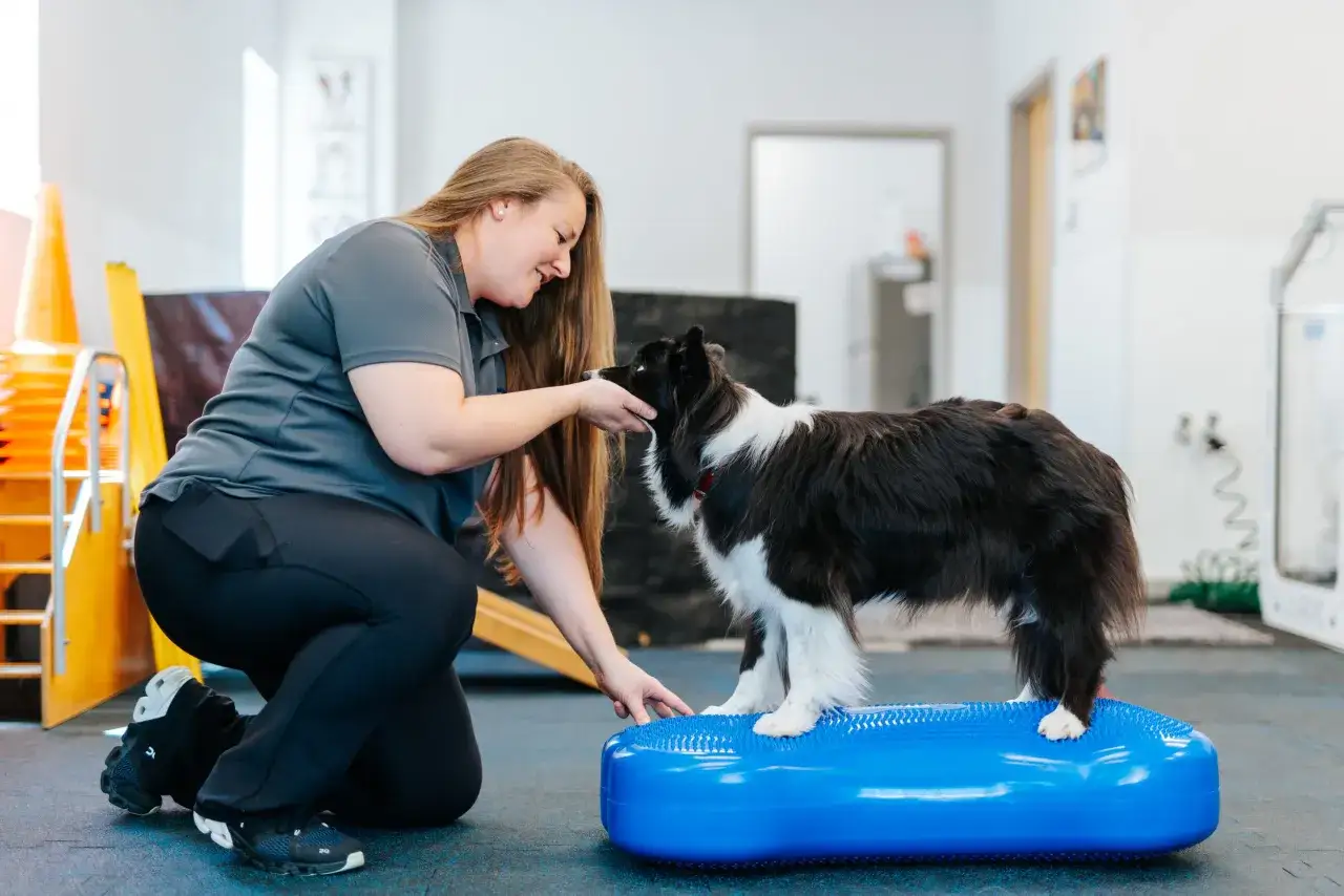 Una donna incoraggia un cane nero e bianco a salire su un cuscino blu per la riabilitazione, un passo importante nel suo percorso post intervento crociato.
