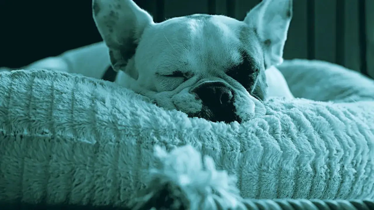 Un cane che russa dorme beatamente su un morbido cuscino. Le sue orecchie sono rilassate e il muso &egrave; affondato nel pelo soffice.