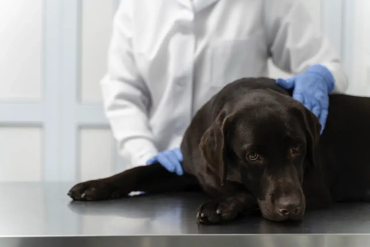 Un cane marrone scuro sdraiato su un tavolo veterinario, con un veterinario in camice bianco e guanti blu che lo accarezza. Potrebbe essere un caso di sovradosaggio fermenti lattici cane.