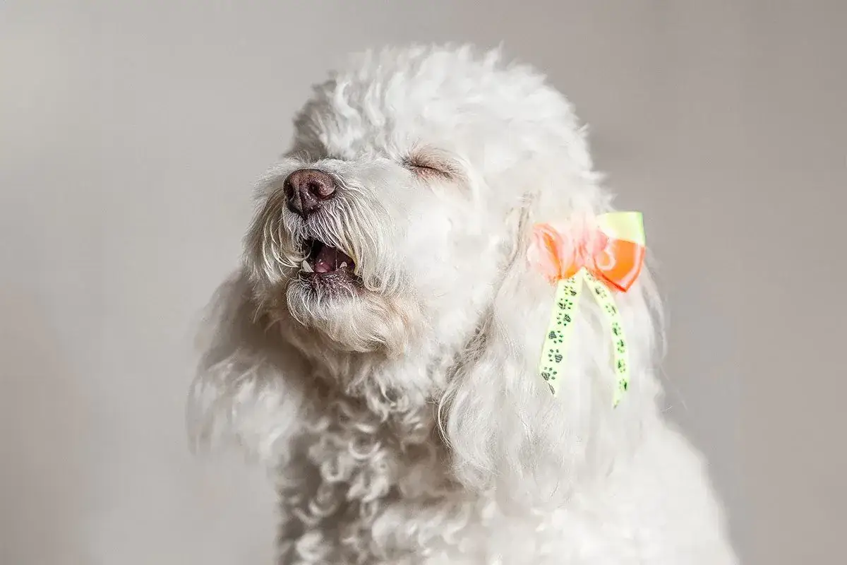 Un cane bianco con un fiocco colorato ha un attacco di starnuto inverso, con gli occhi chiusi e la bocca aperta.