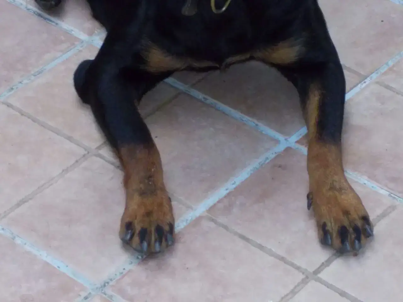 Zampe di un cane con un leggero callo sul gomito, sdraiato su piastrelle.